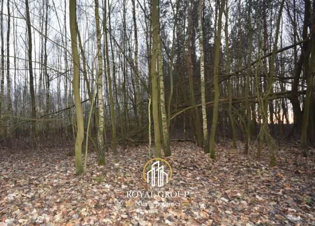 Działka leśna Jawidz Gajówka. Zdjęcie 3