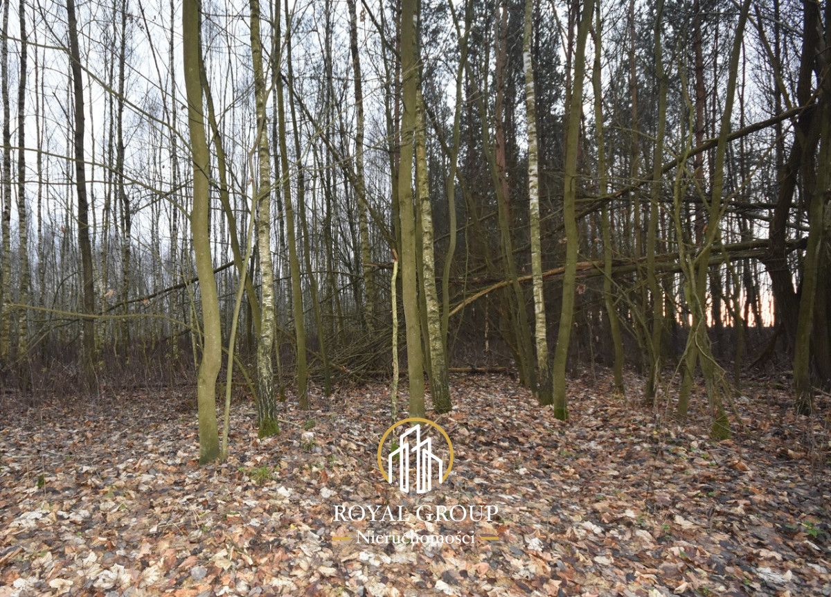 Działka leśna Jawidz Gajówka. Zdjęcie 3