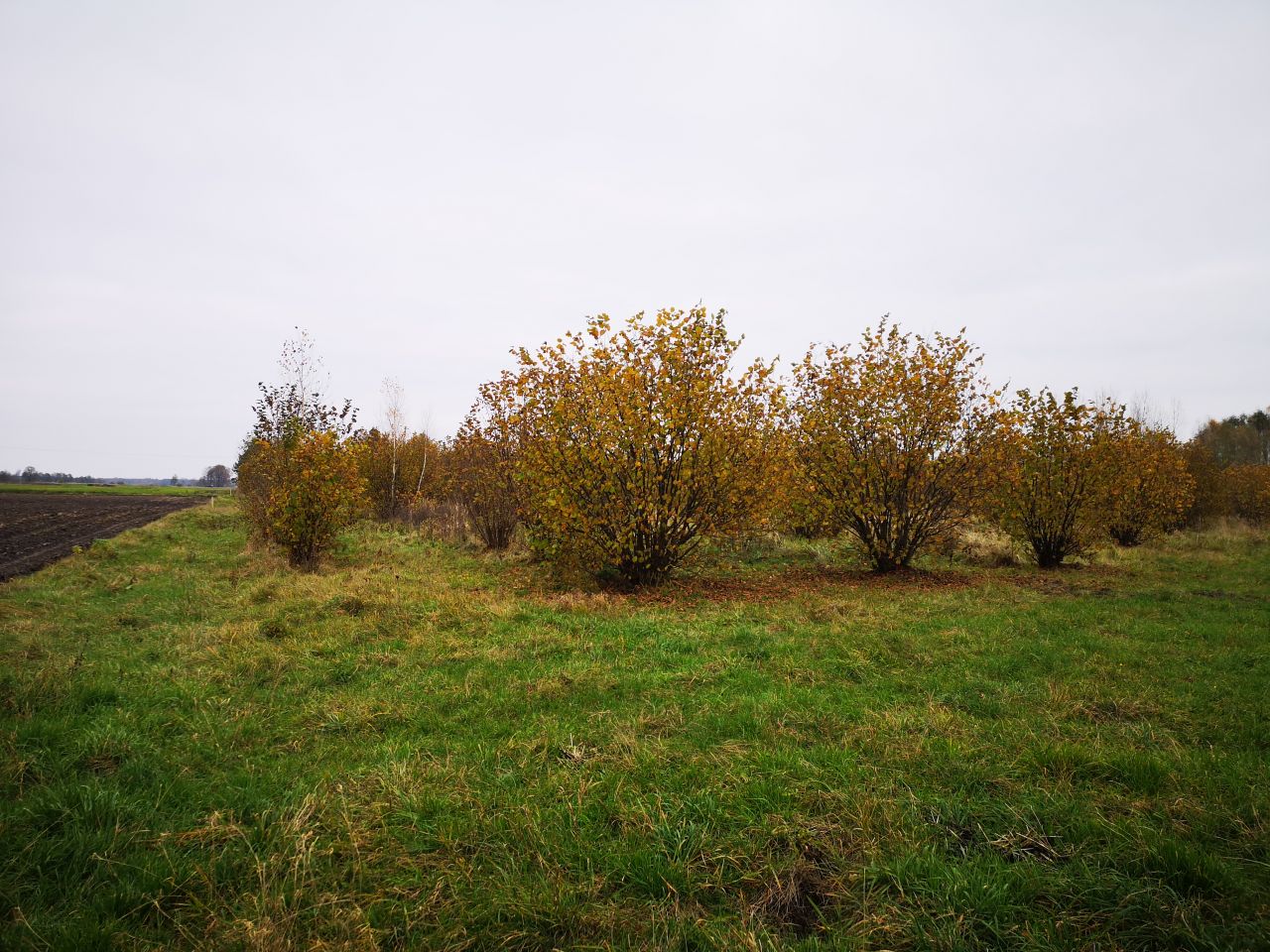 Działka budowlana Dębowiec. Zdjęcie 6