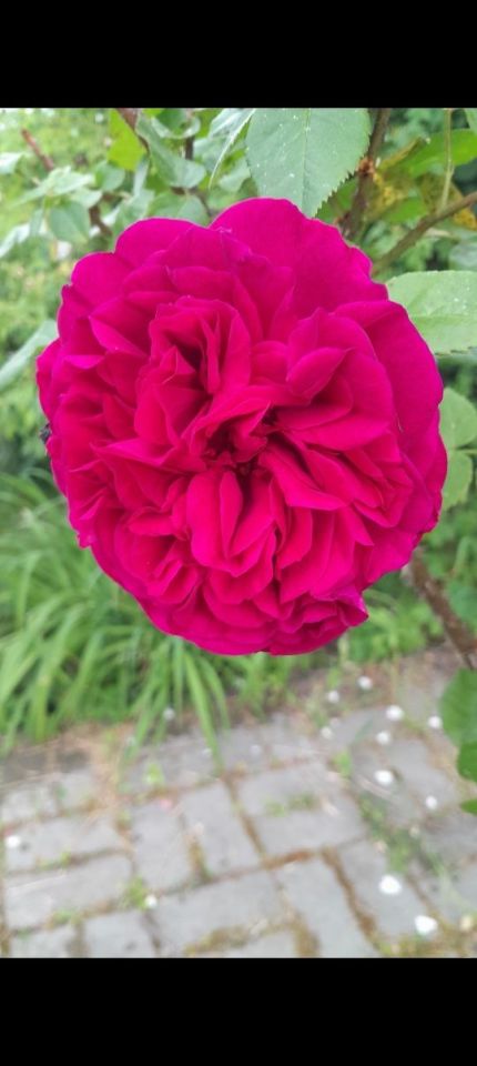 Działka rod Gniezno. Zdjęcie 6