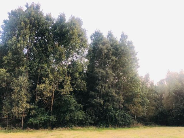 Działka rekreacyjna Bieżuń. Zdjęcie 1