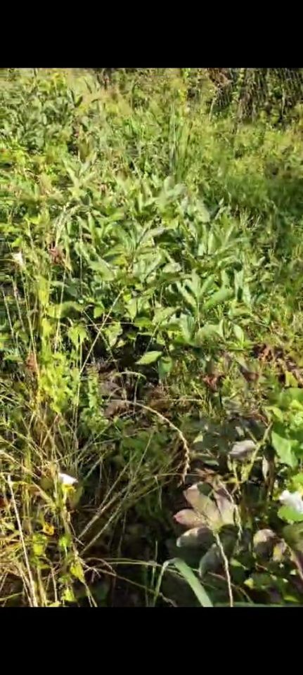 Działka rod Trzebiatów. Zdjęcie 3