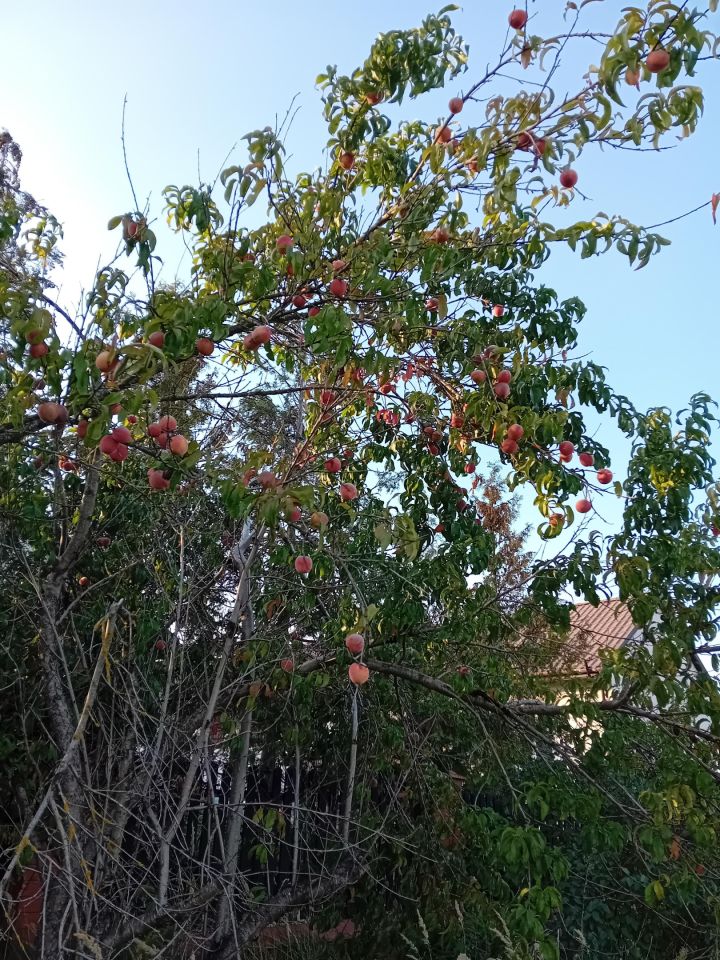 Działka rekreacyjna Woroniec. Zdjęcie 2