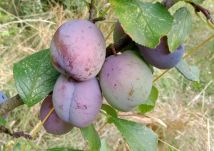 Działka rekreacyjna Szczecin Warszewo, ul. Leśna. Zdjęcie 3