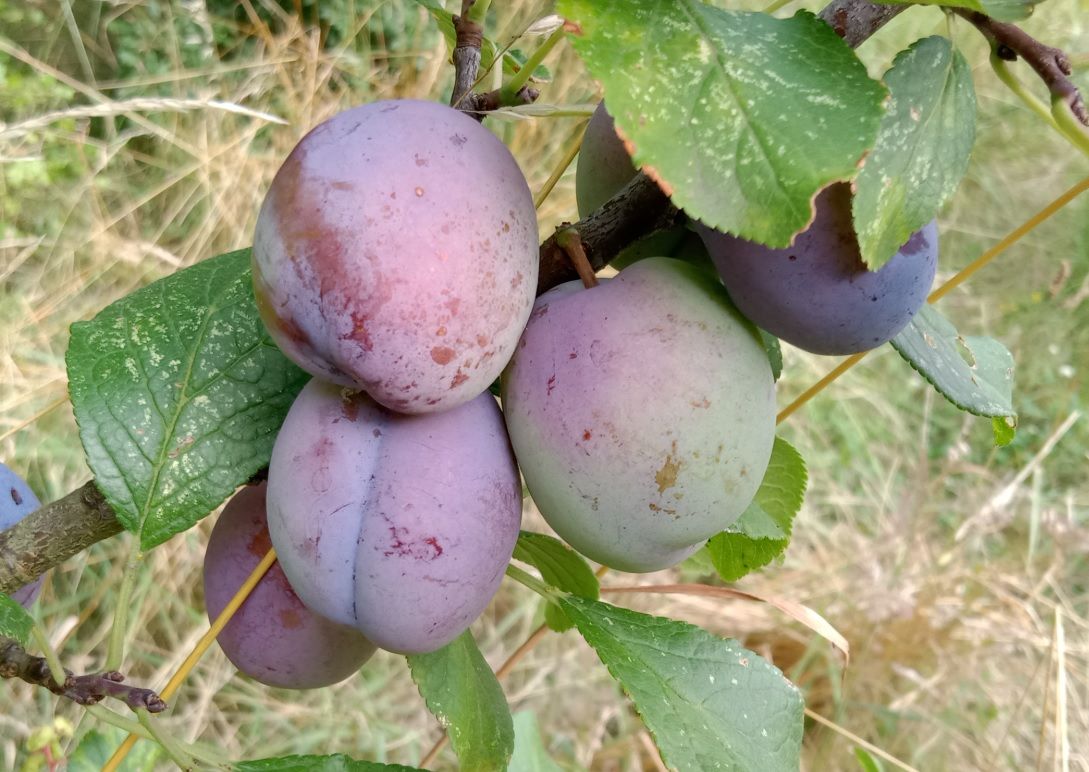 Działka rekreacyjna Szczecin Warszewo, ul. Leśna. Zdjęcie 4