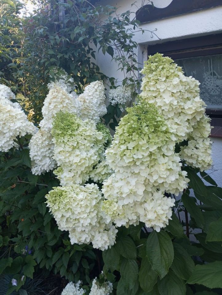 Działka rod Zabrze Mikulczyce, ul. Bytomskich Strzelców. Zdjęcie 3