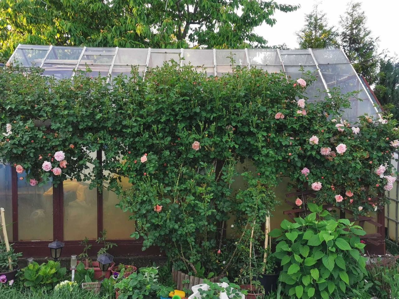 Działka rod Wąbrzeźno. Zdjęcie 6