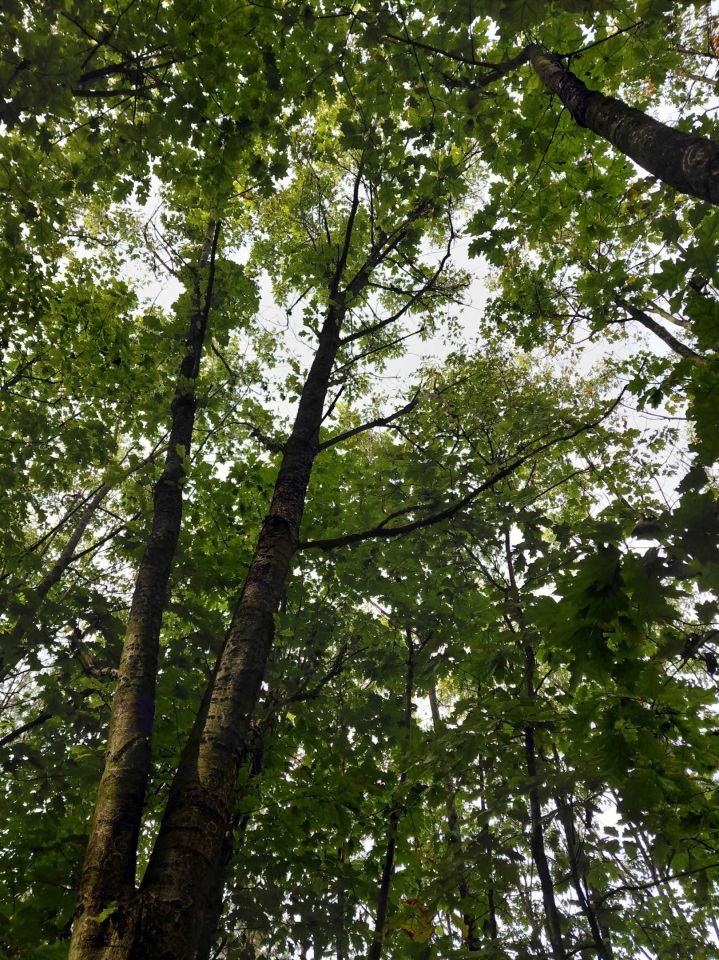 Działka siedliskowa Witkowice. Zdjęcie 7