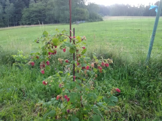 Działka rolno-budowlana Polany Pod Kamienną