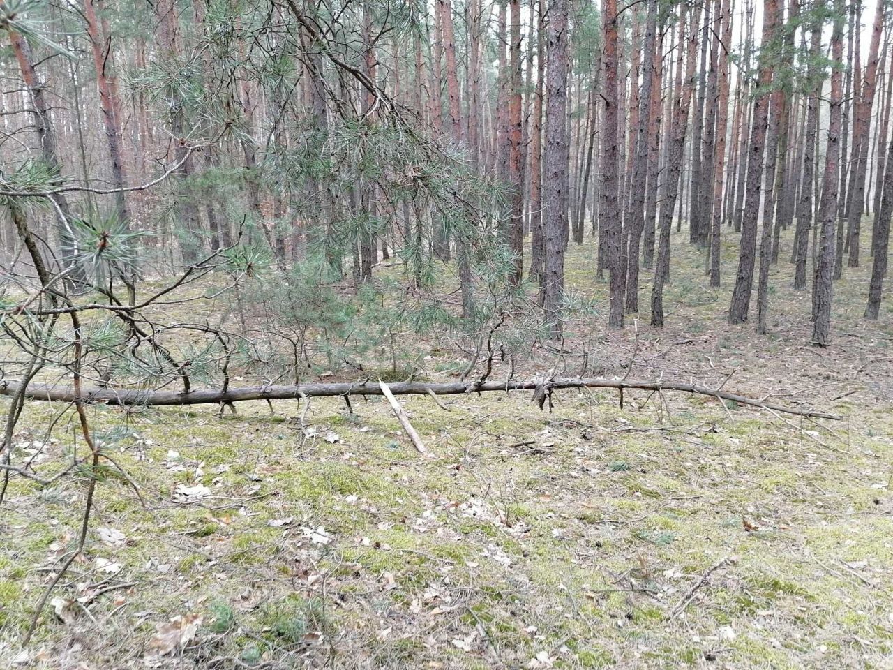 Działka rekreacyjna Osieck. Zdjęcie 2