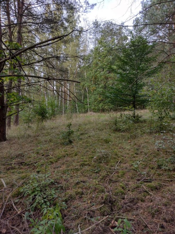 Działka budowlana Wełmin. Zdjęcie 2