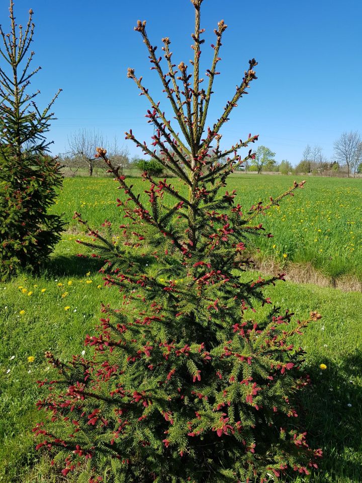 dom wolnostojący, 5 pokoi Grzmiąca, ul. Skulska. Zdjęcie 27