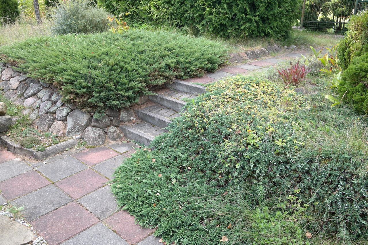 Działka rod Niewodnica Kościelna, ul. Działkowców. Zdjęcie 56