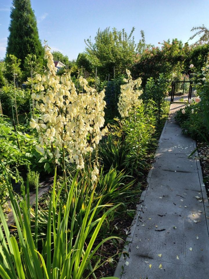 Działka rod Tarnobrzeg Wymysłów. Zdjęcie 5