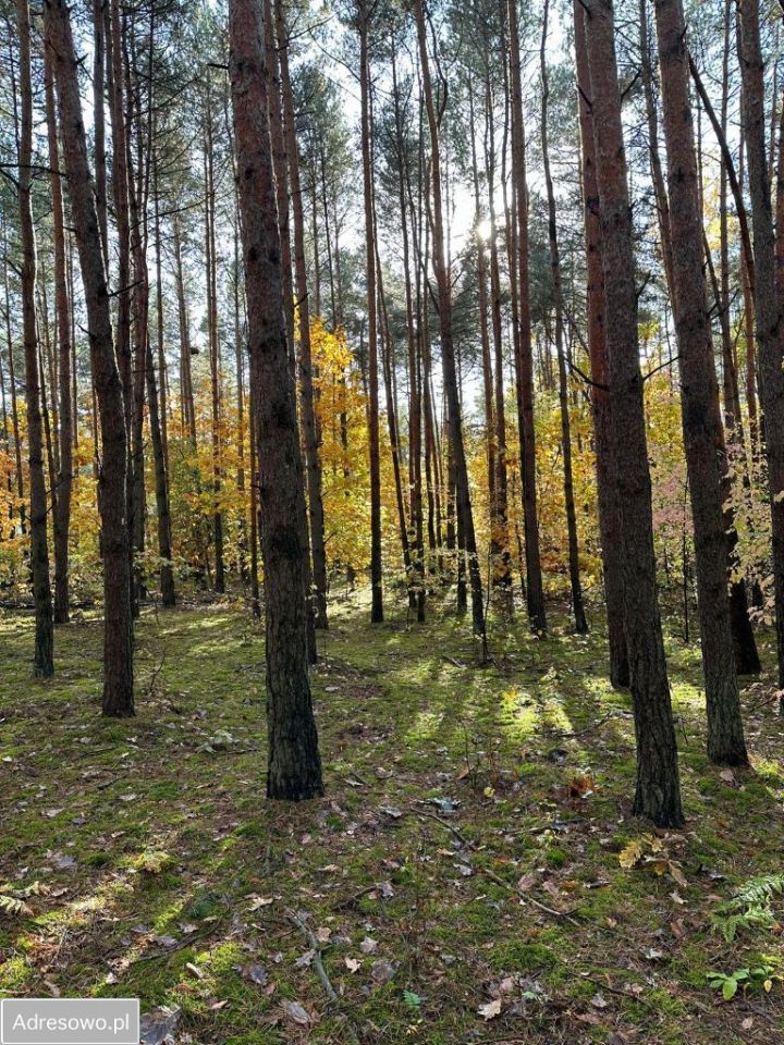 Działka budowlana Książenice, al. Brzozowa