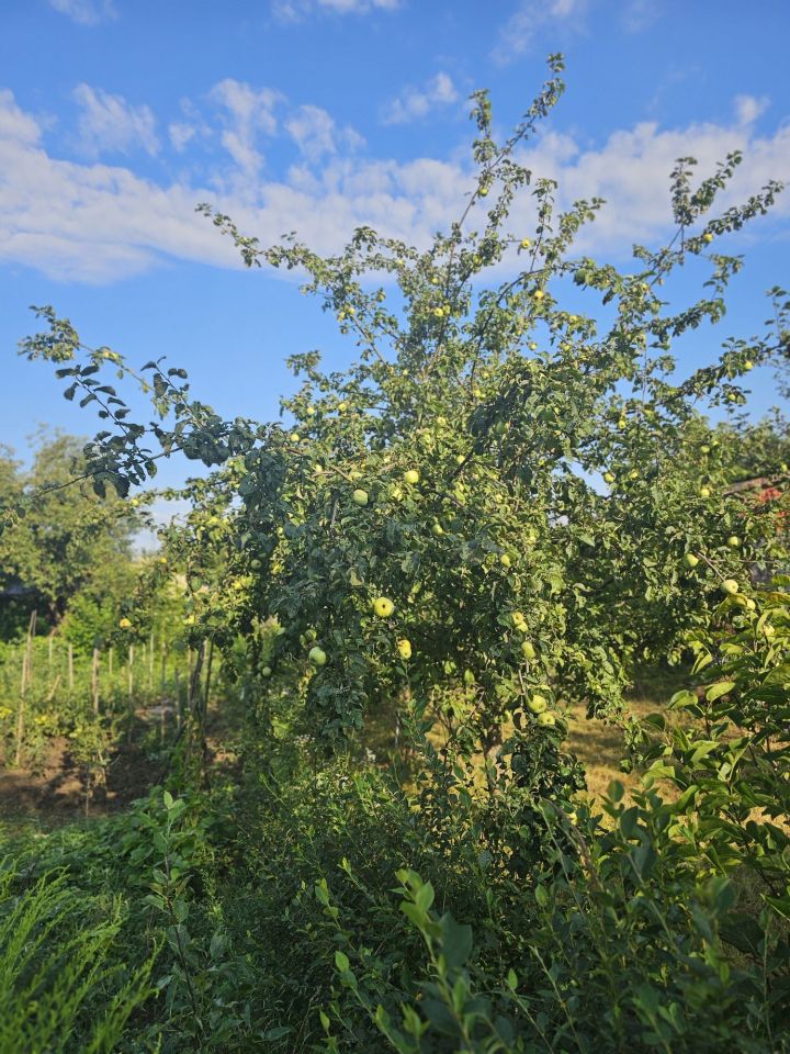 Działka rod Płouszowice. Zdjęcie 8