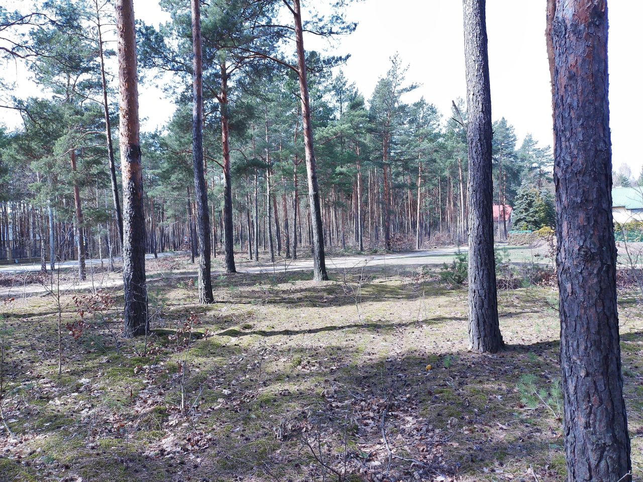 Działka budowlana Marynino, Sosnowa. Zdjęcie 43