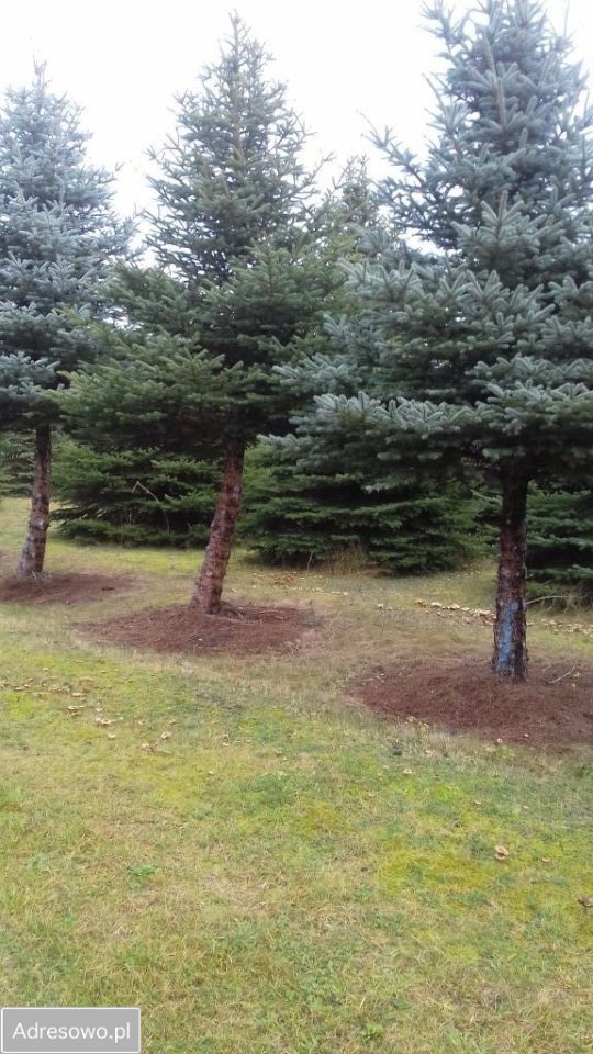 Działka budowlana Żółtki. Zdjęcie 7