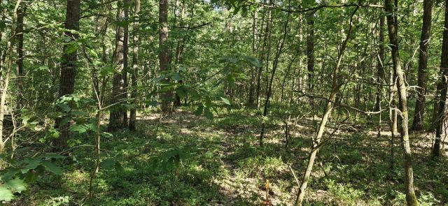 Działka leśna Wilkowyja. Zdjęcie 8