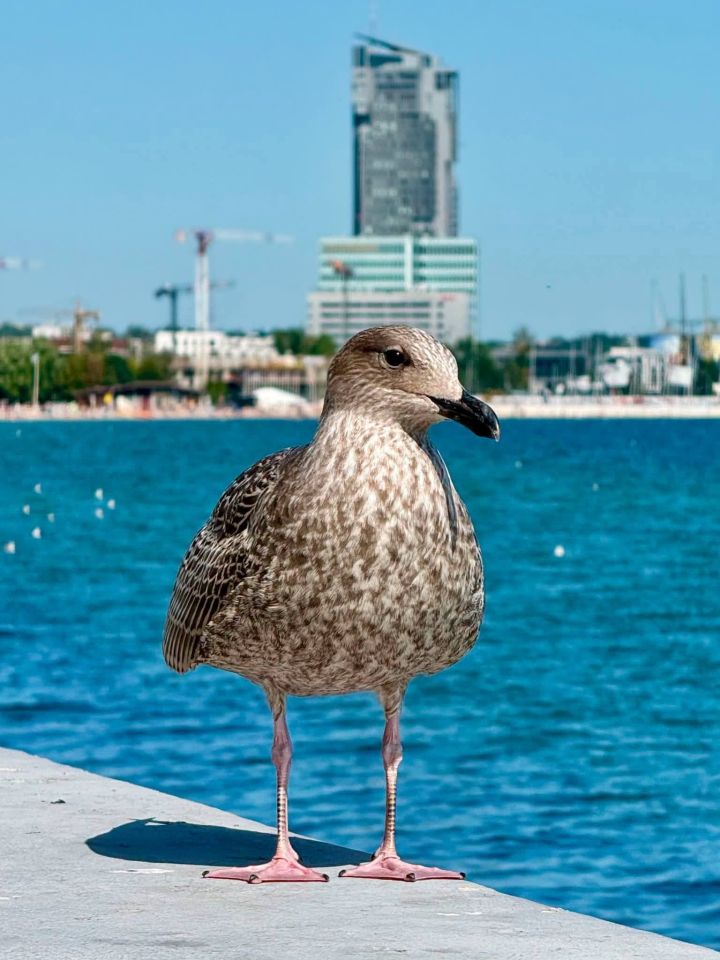 Mieszkanie 1-pokojowe Gdynia Śródmieście, ul. Harcerska. Zdjęcie 4
