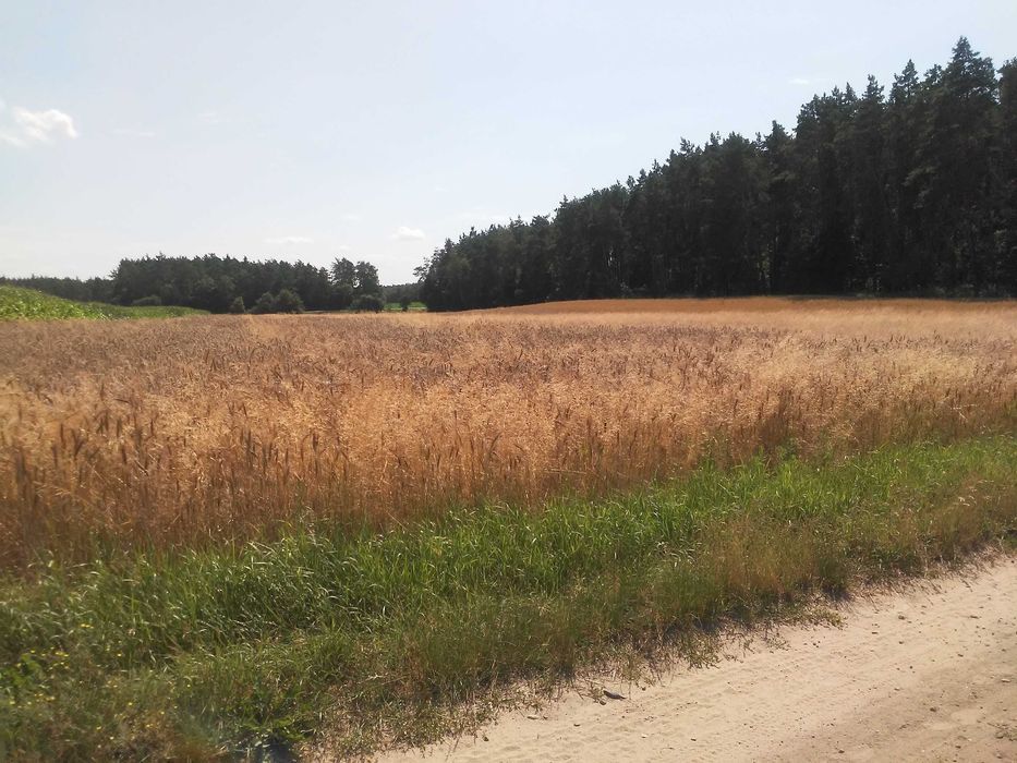 Działka budowlana Wielkie Pułkowo. Zdjęcie 2