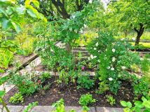 Działka rod Bydgoszcz, ul. Toruńska. Zdjęcie 4