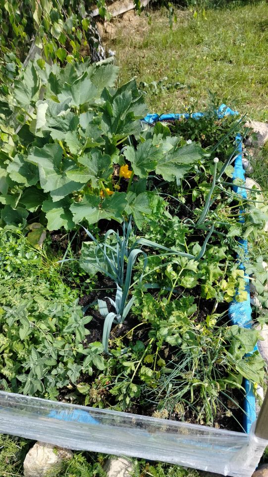 Działka rekreacyjna Radzynek. Zdjęcie 29