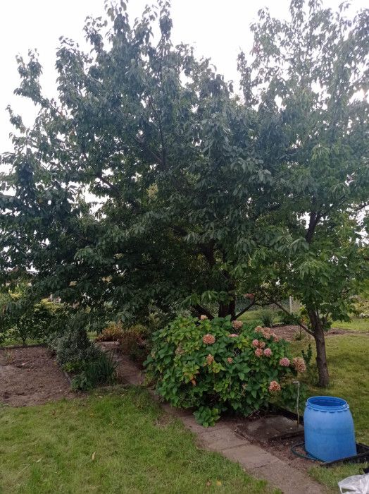 Działka rod Gdynia Oksywie, ul. Belwederska. Zdjęcie 6