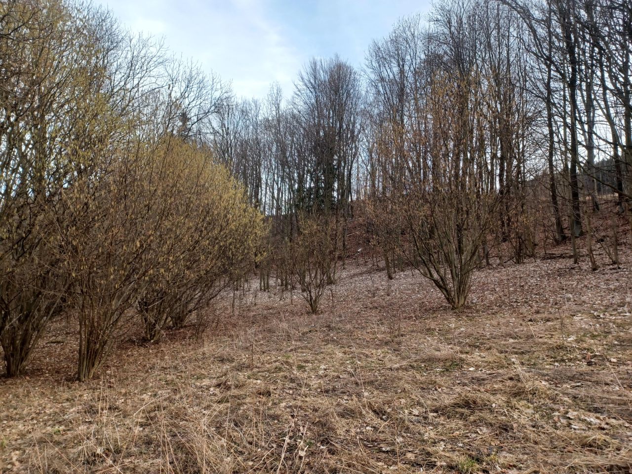 Działka rolna Stare Rochowice Bolków-Zdrój. Zdjęcie 6