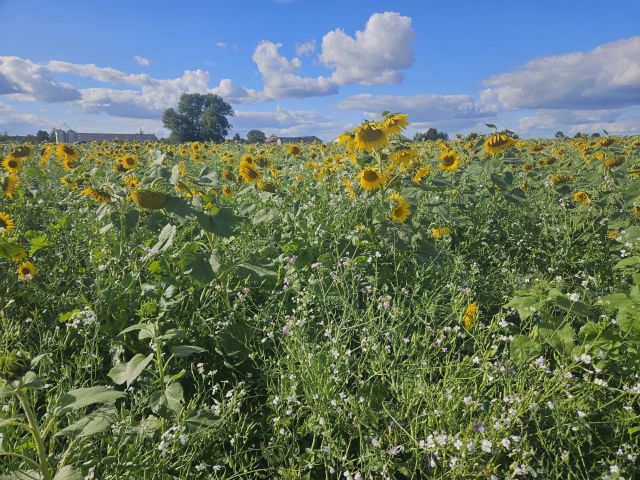 Działka rolna Rębiszewo-Studzianki. Zdjęcie 1