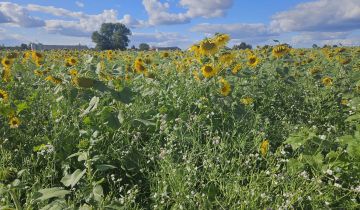 Działka rolna Rębiszewo-Studzianki