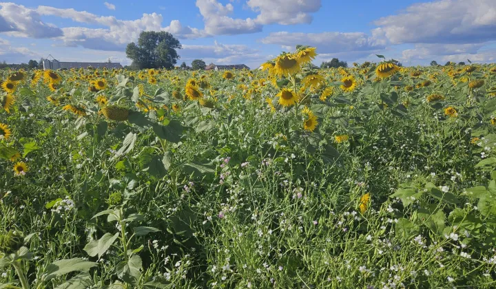 Działka rolna Rębiszewo-Studzianki