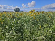 Działka rolna Rębiszewo-Studzianki
