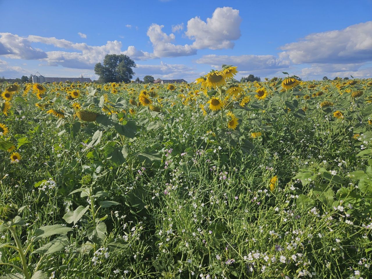 Działka rolna Rębiszewo-Studzianki