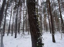 Działka budowlana Izabelin C, ul. Mariana Langiewicza