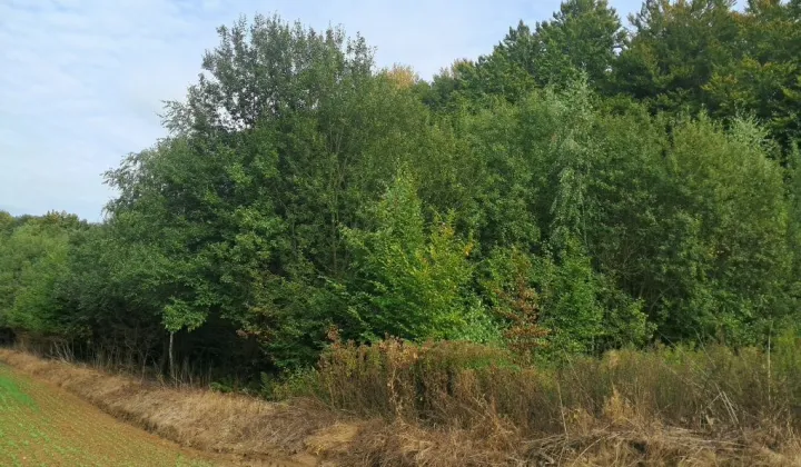 Działka rolna Chrzanów Chrzanów Czwarty