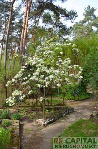 Działka Zielonki-Wieś. Zdjęcie 8