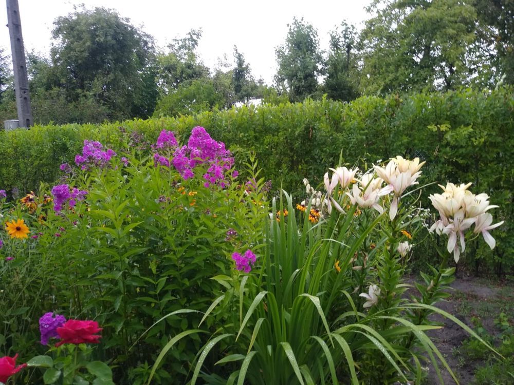 Działka rod Siedlce. Zdjęcie 5