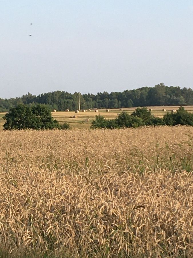 Działka rolno-budowlana Goździelin Na Wiatraku. Zdjęcie 2
