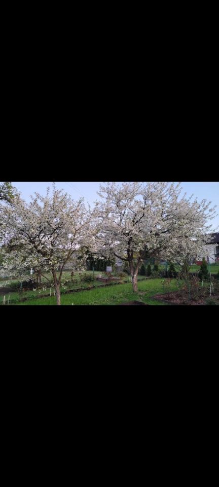 Działka rod Ełk. Zdjęcie 4