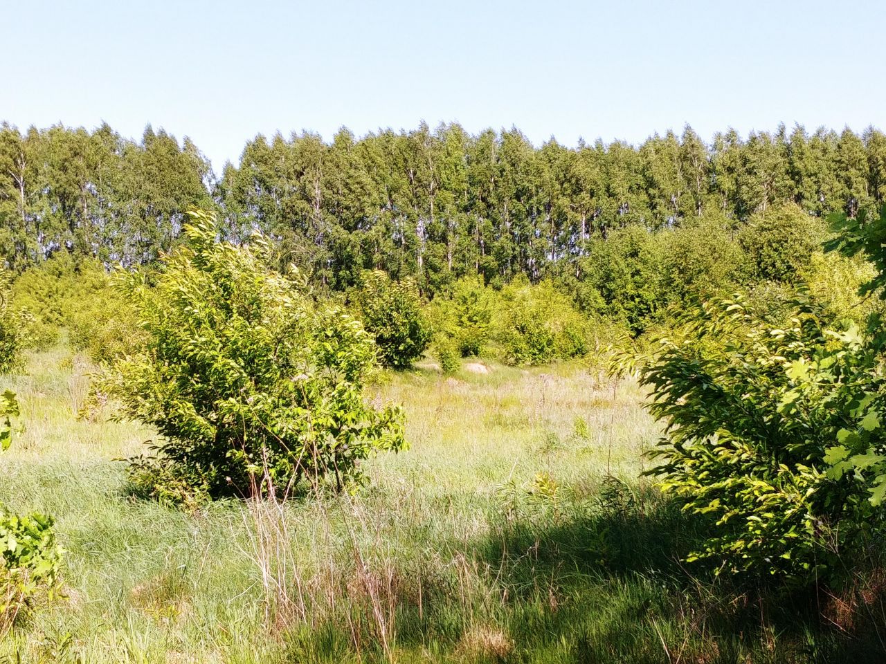 Działka rekreacyjna Wieliszew, ul. Willowa. Zdjęcie 8