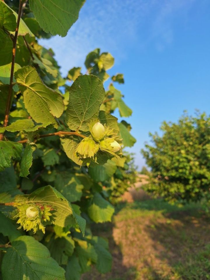 Działka rolna Krzczonów. Zdjęcie 6