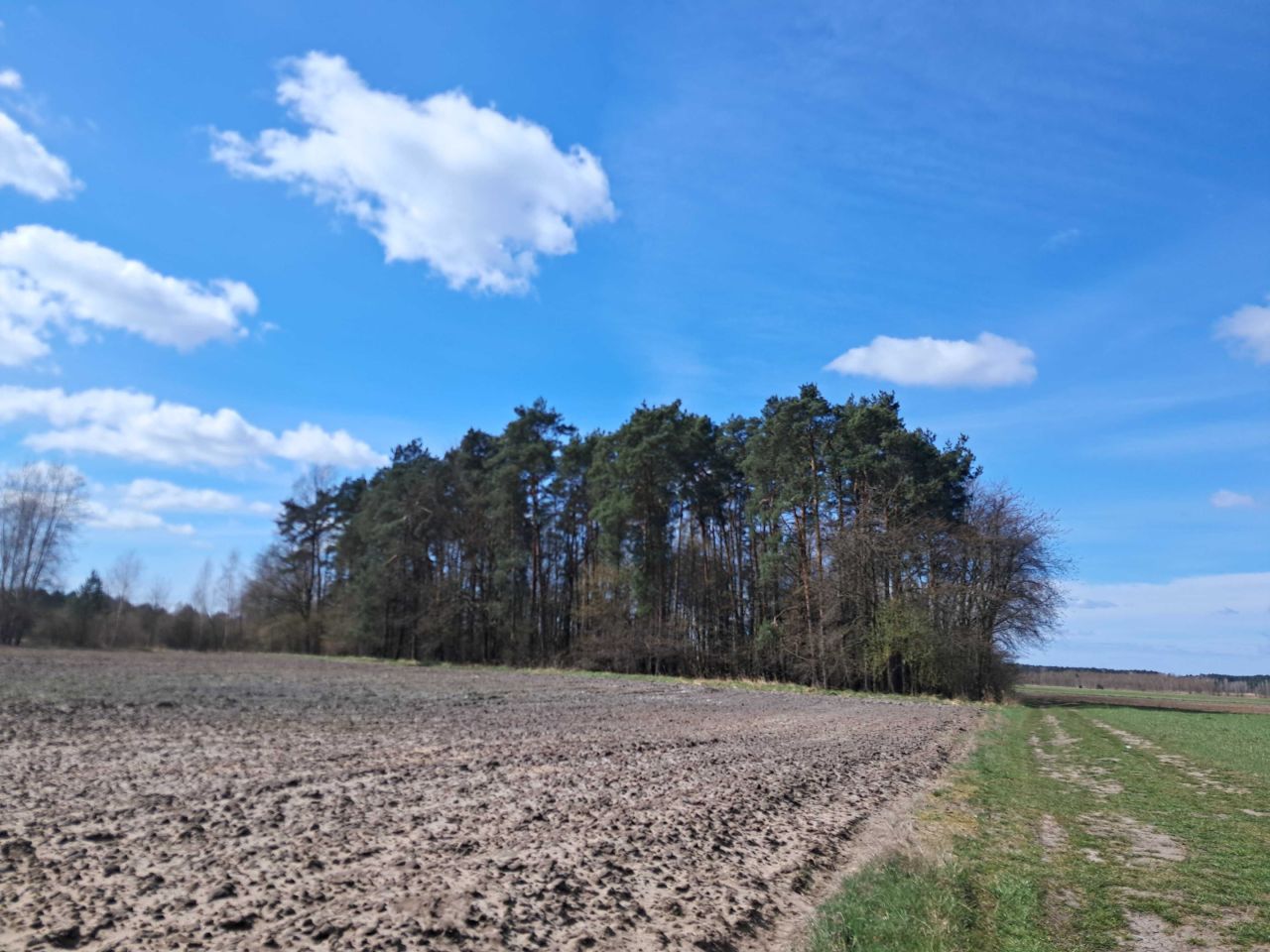 Działka leśna Grodziec. Zdjęcie 2