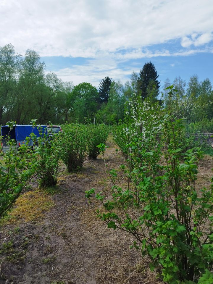Działka siedliskowa Kępa. Zdjęcie 9