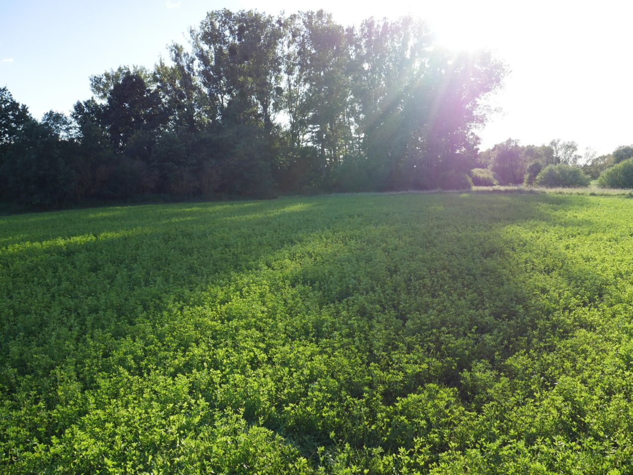 Działka budowlana Kurkocin. Zdjęcie 5