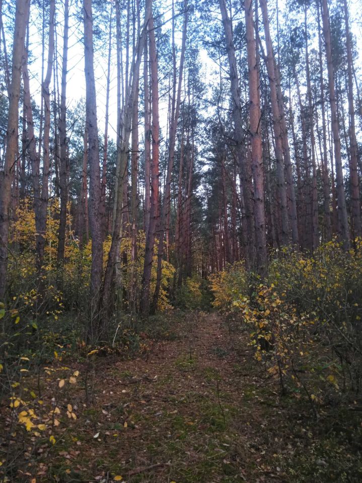 Działka siedliskowa Wysokie Małe. Zdjęcie 3