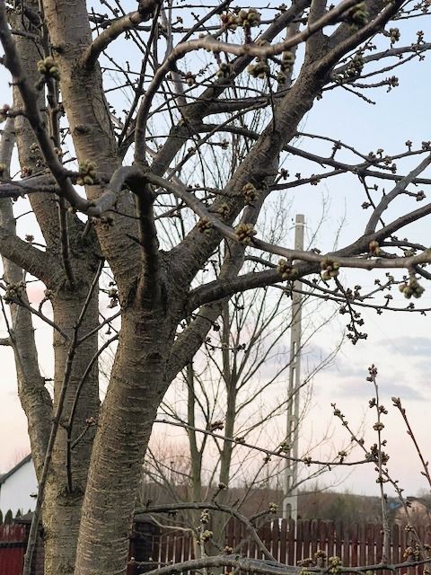 dom wolnostojący, 4 pokoje Nowe Miasto-Folwark. Zdjęcie 10