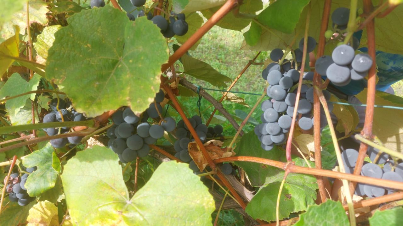 Działka rod Żary, ul. Pszenna. Zdjęcie 14