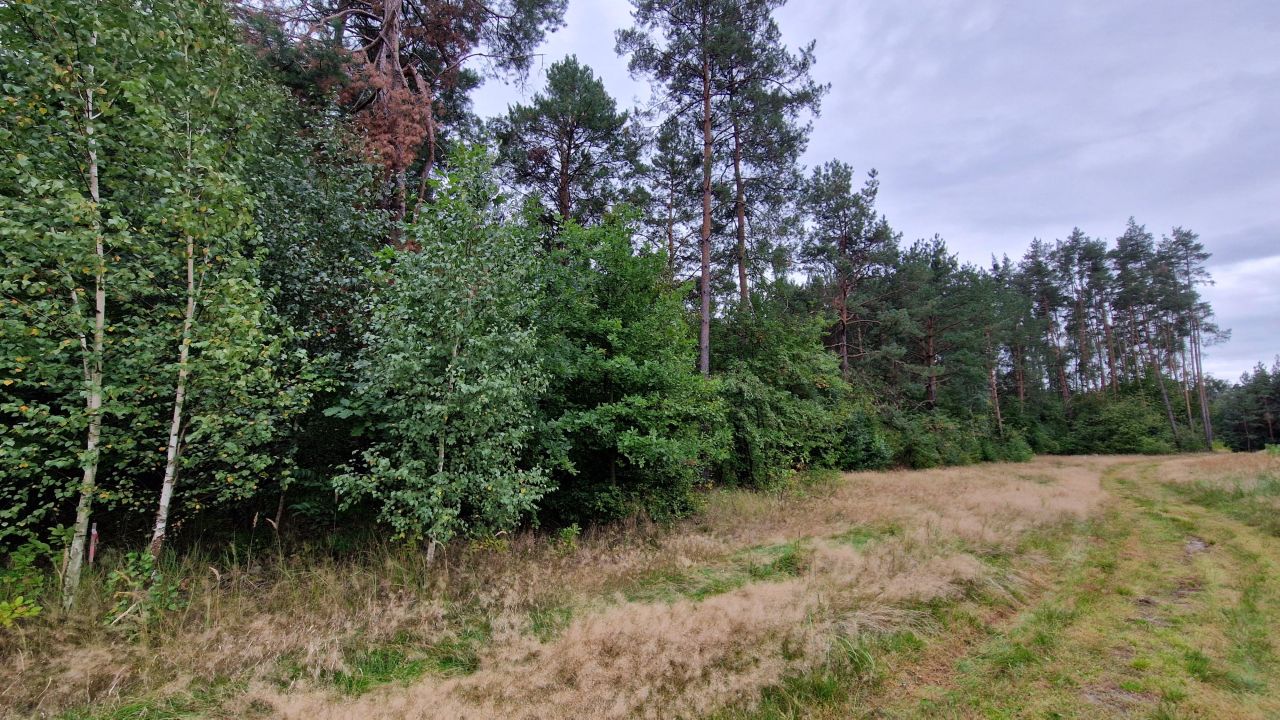 Działka inwestycyjna Wszewilki Pomorska, ul. Leśna. Zdjęcie 13