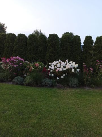 gospodarstwo, 7 pokoi Kumów Majoracki, Kumów Majoracki. Zdjęcie 5